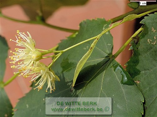 Tilia cordata