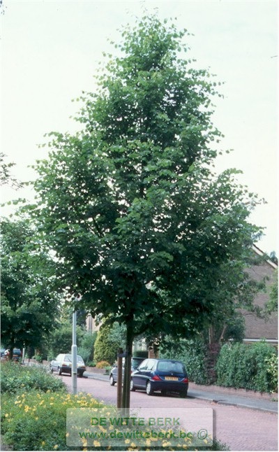 Tilia cordata ′Rancho′