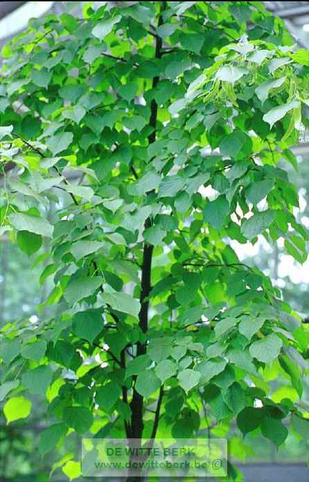 Tilia europaea ′Pallida′