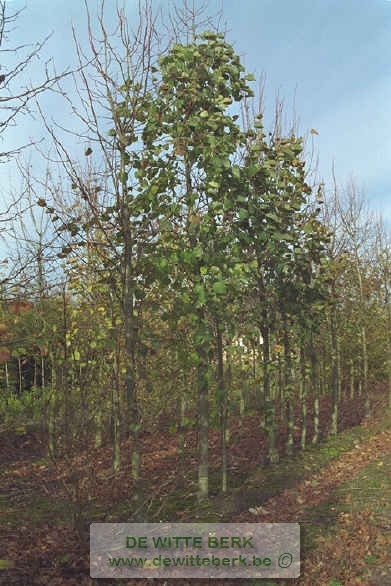 Tilia platyphyllos