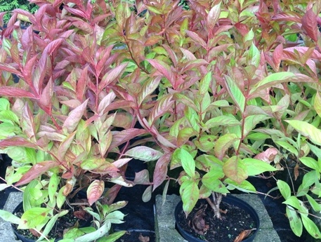 Weigela florida &prime;Wings of Fire&prime;